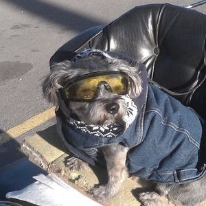 Meet your Posher, Gladstone